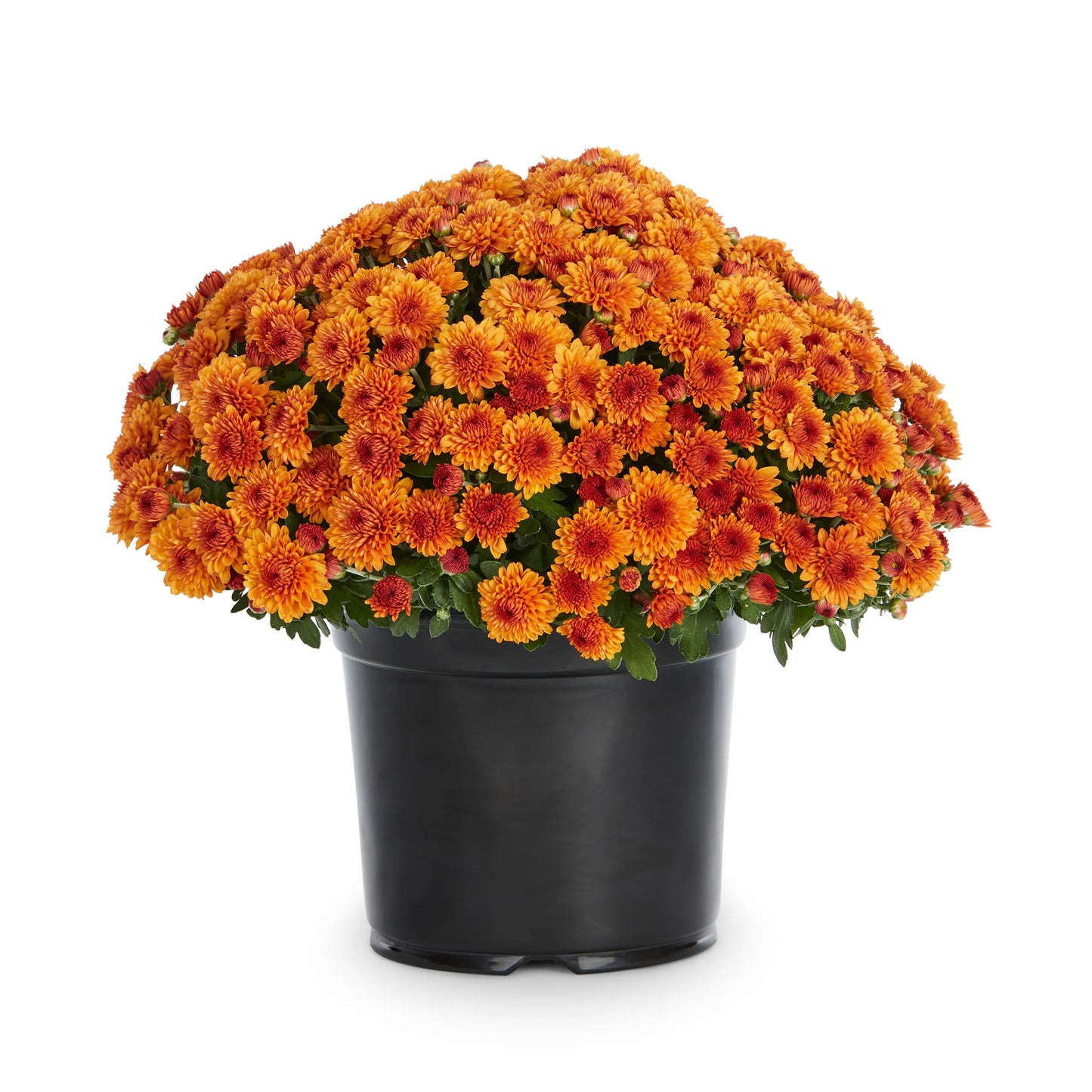 Vibrant 9" Potted Mums Multiple Colors (will be delivered 9/30)