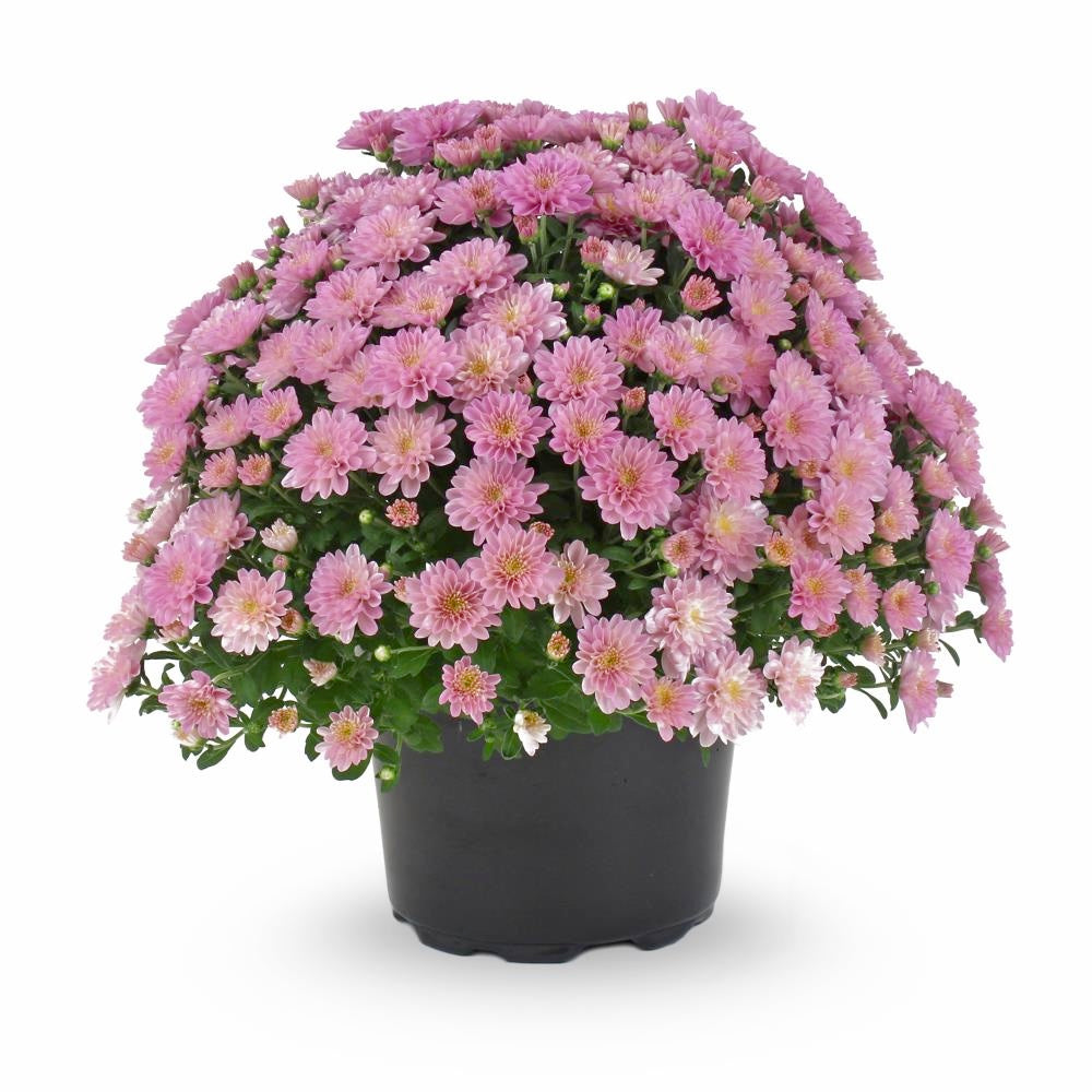 Vibrant 9" Potted Mums Multiple Colors (will be delivered 9/30)