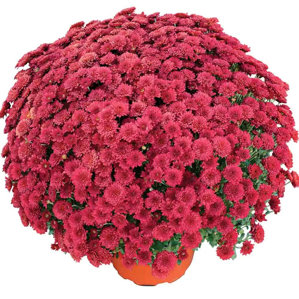 Vibrant 9" Potted Mums Multiple Colors (will be delivered 9/30)