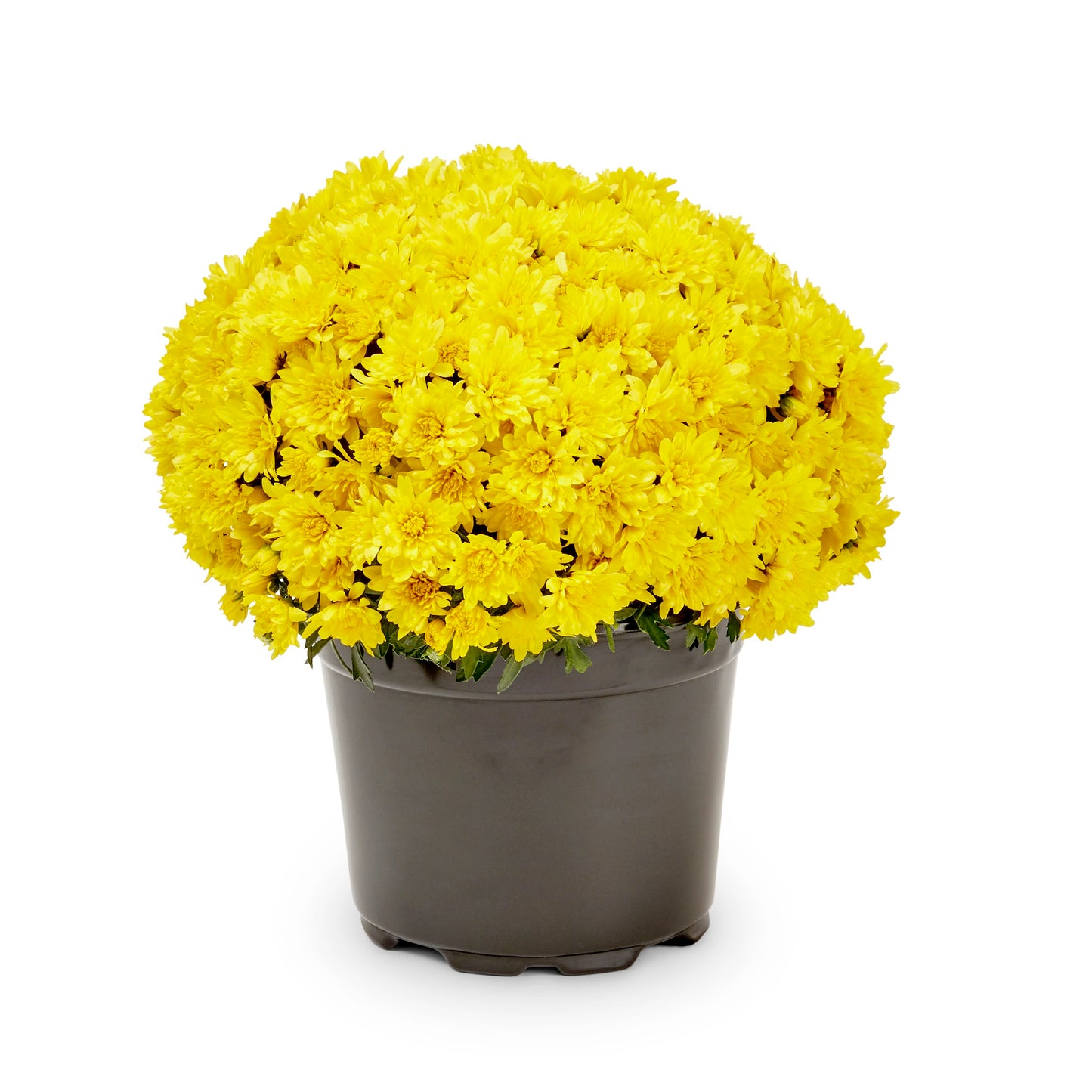 Vibrant 9" Potted Mums Multiple Colors (will be delivered 9/30)